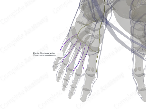 Plantar Metatarsal Veins (Right)