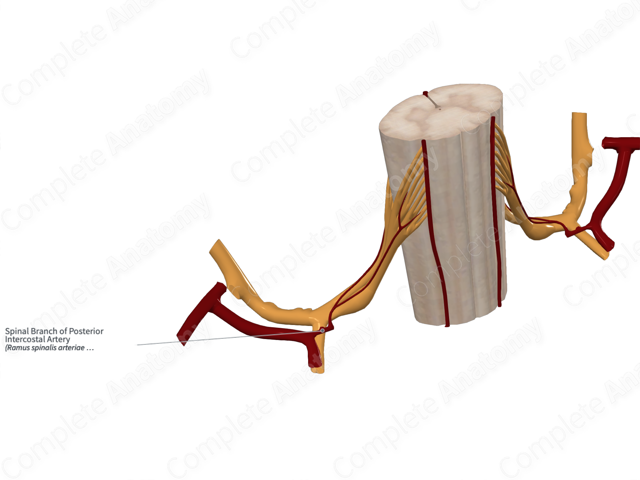 Spinal Branch of Posterior Intercostal Artery | Complete Anatomy