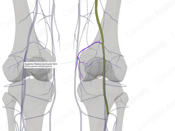 Superior Medial Genicular Vein (Right)