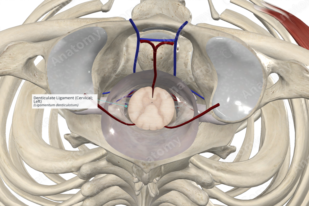 Denticulate Ligament (Cervical; Left)