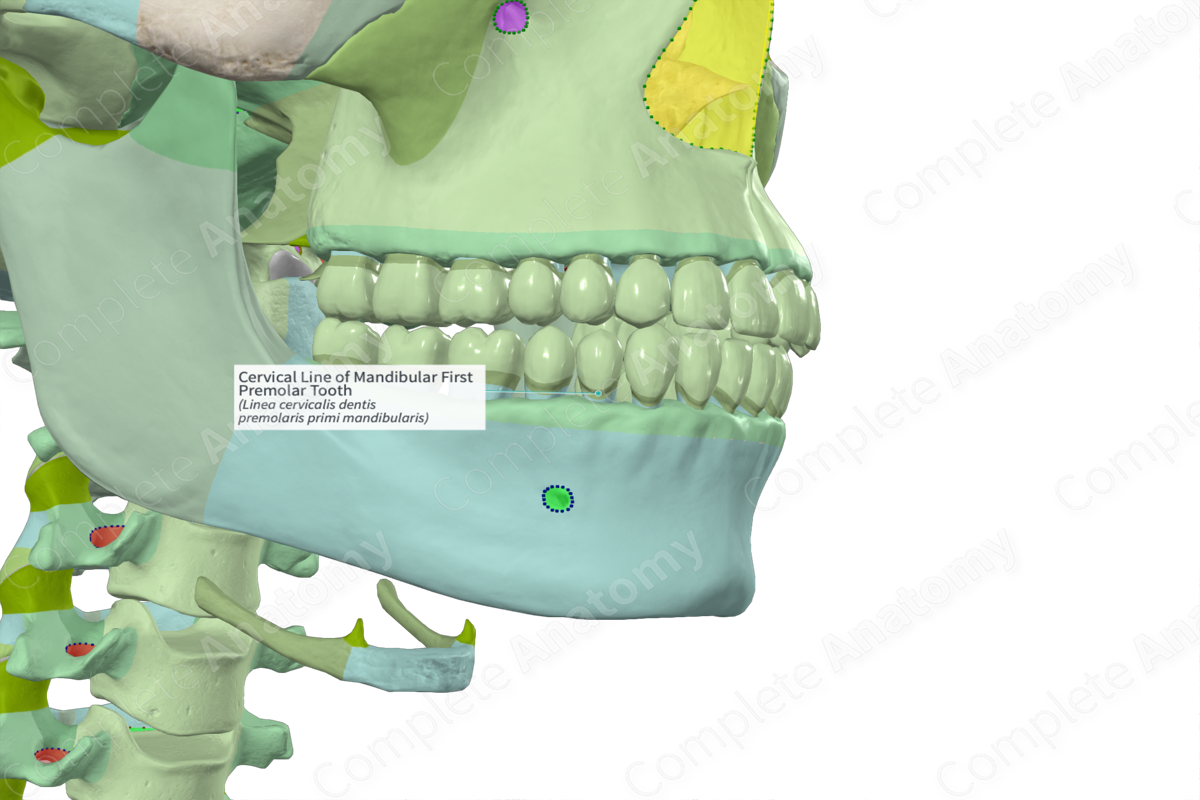 Cervical Line of Mandibular First Premolar Tooth | Complete Anatomy