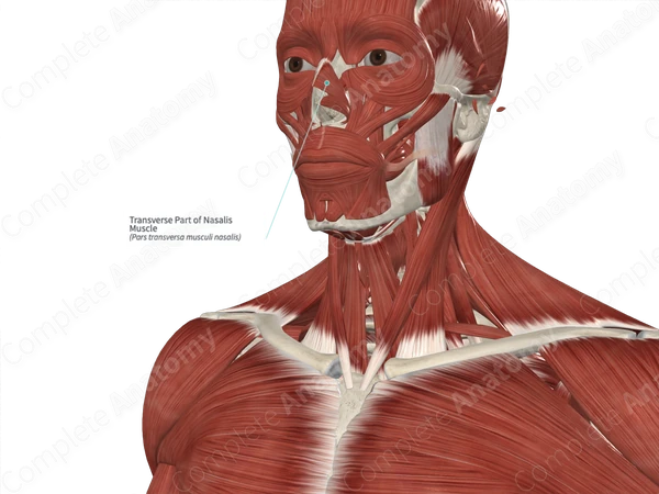 Transverse Part of Nasalis Muscle 