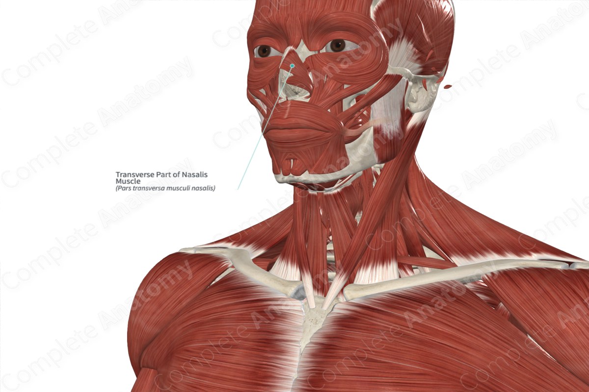 Transverse Part of Nasalis Muscle 