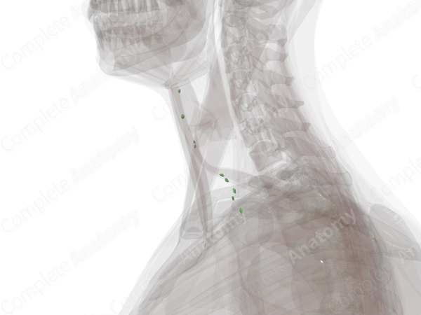 Deep Anterior Cervical Nodes (Left)