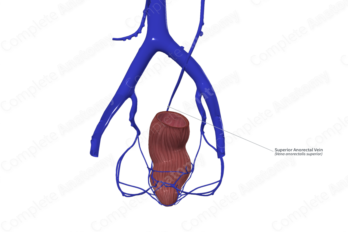 Superior Anorectal Vein