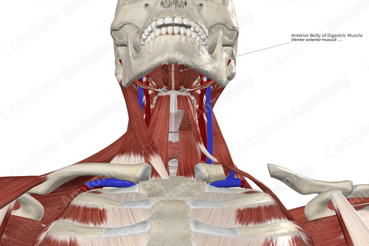 Anterior Belly of Digastric Muscle | Complete Anatomy