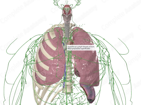 Superficial Lymph Vessels of Arm 