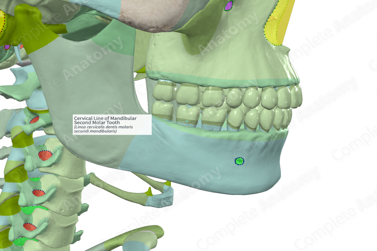 Cervical Line of Mandibular Second Molar Tooth