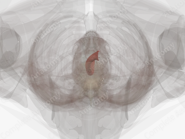 Longitudinal Muscular Layer of Esophagus