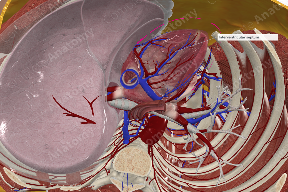 Interventricular Septum