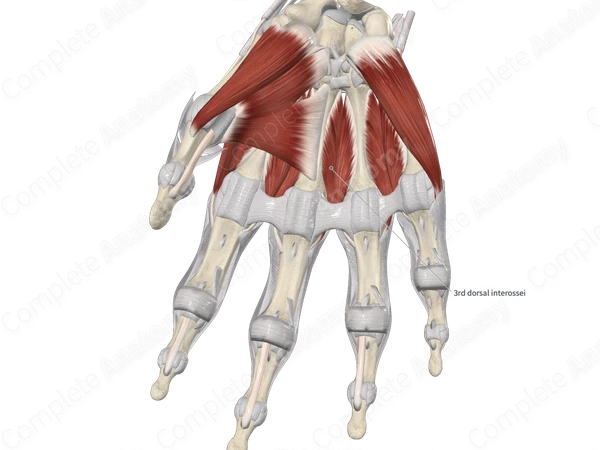 Third Dorsal Interosseous Muscle of Hand