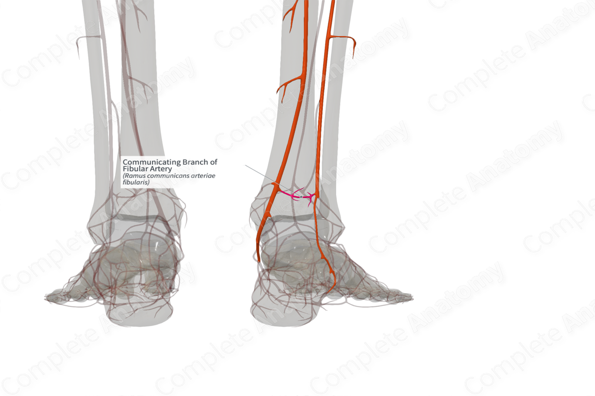 Communicating Branch of Fibular Artery (Right)