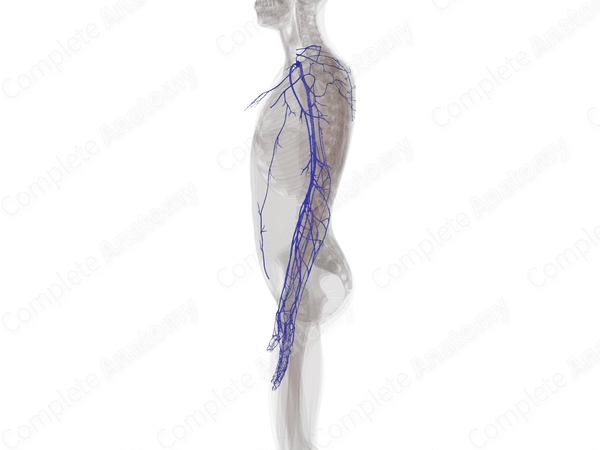 Veins of Upper Limb (Left)