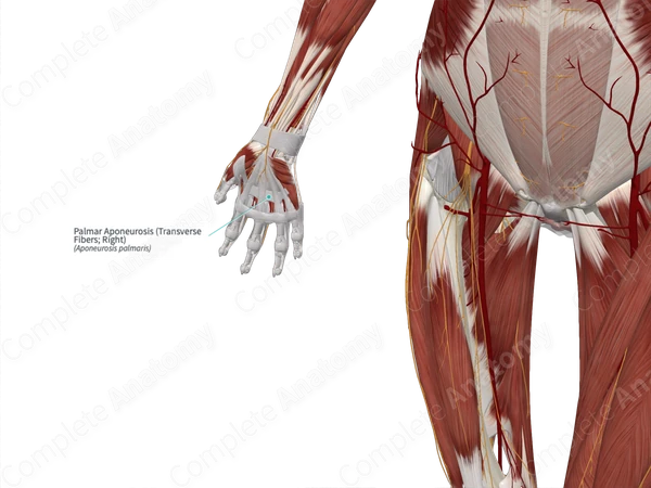 Palmar Aponeurosis (Transverse Fibers; Right)