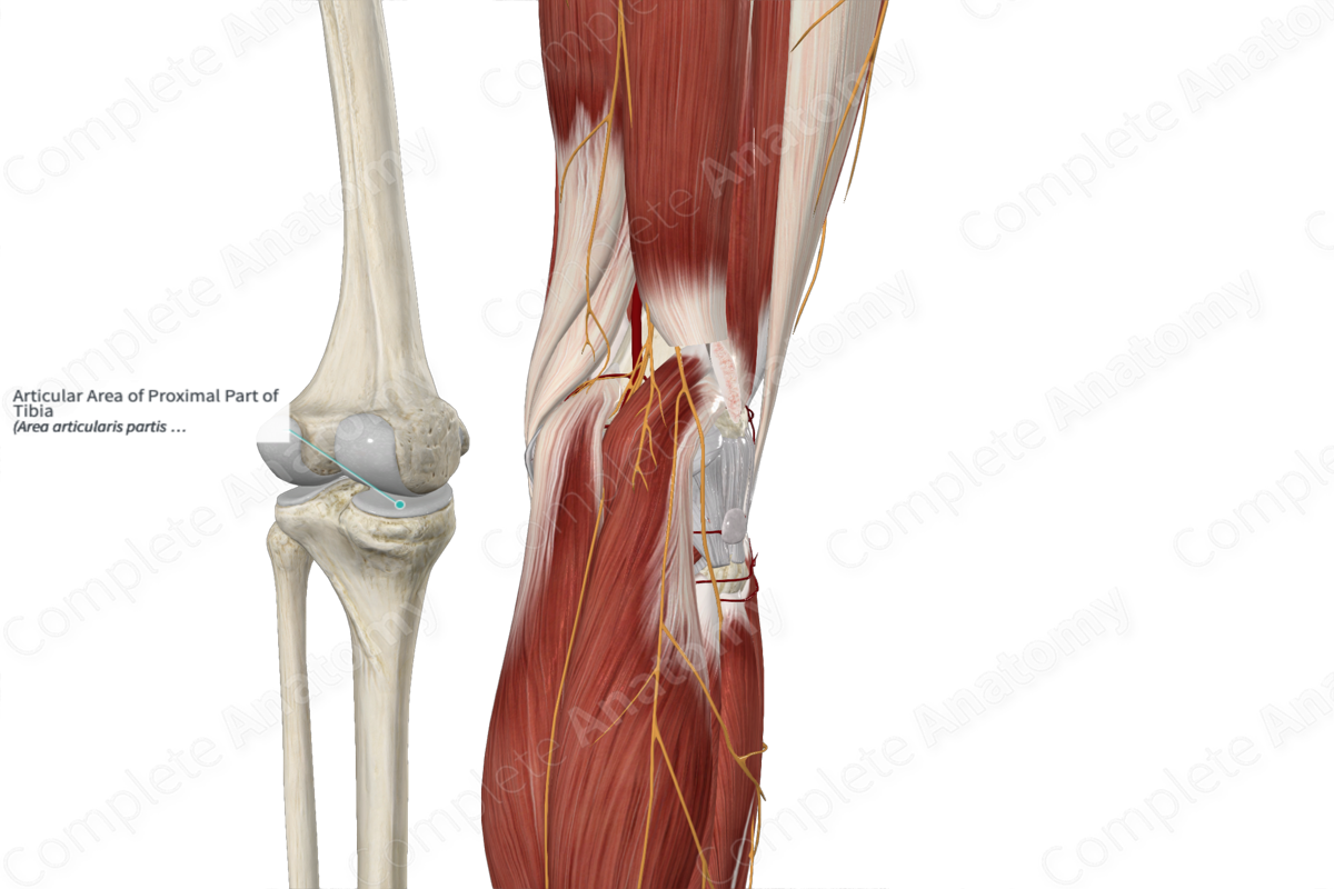 Articular Area of Proximal Part of Tibia 