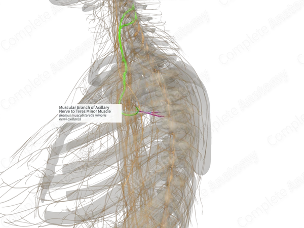 Muscular Branch of Axillary Nerve to Teres Minor Muscle (Left)