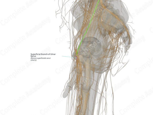 Superficial Branch of Ulnar Nerve (Right)