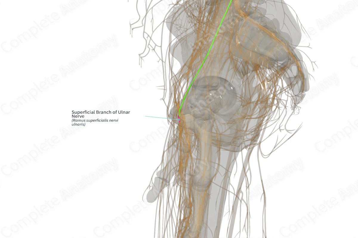 Superficial Branch of Ulnar Nerve (Right)