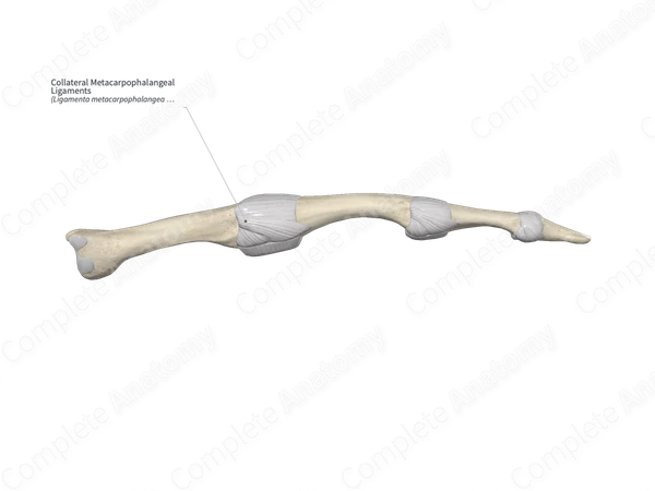 Collateral Metacarpophalangeal Ligaments