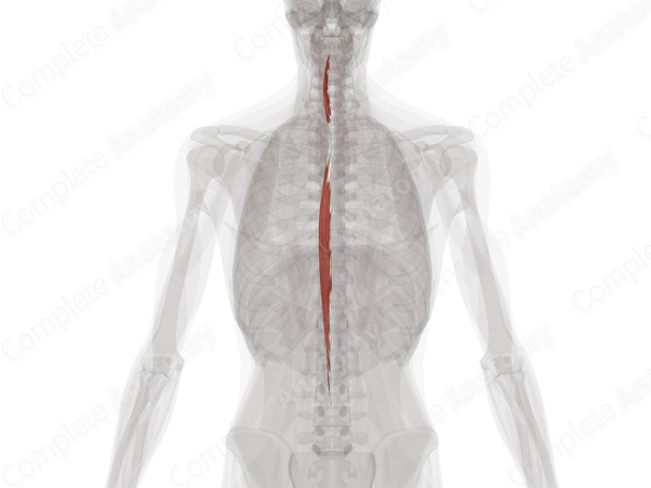 Spinalis Muscles (Left)