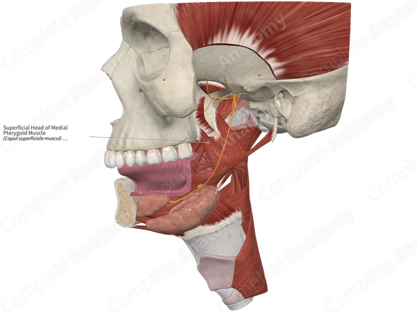 Superficial Head of Medial Pterygoid Muscle