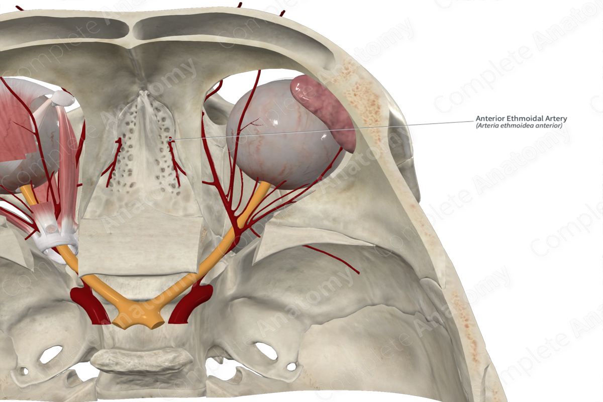 Anterior Ethmoidal Artery | Complete Anatomy