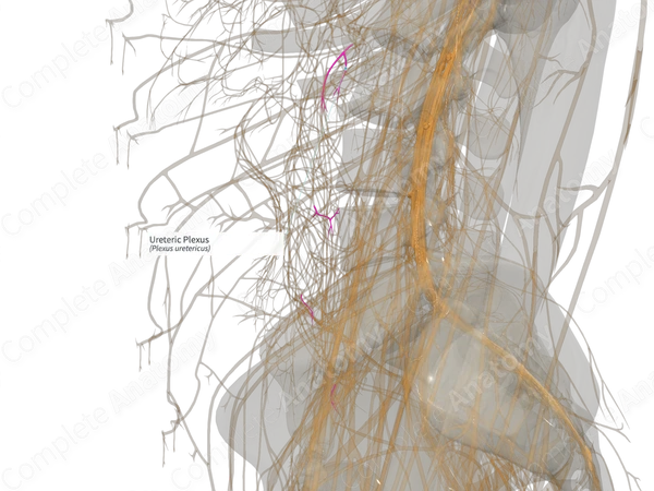 Ureteric Plexus (Left)