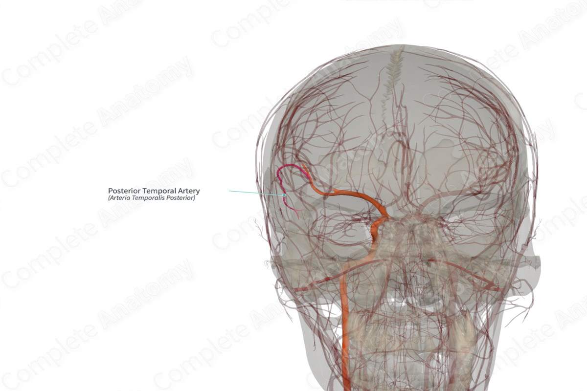 Posterior Temporal Artery (Right)