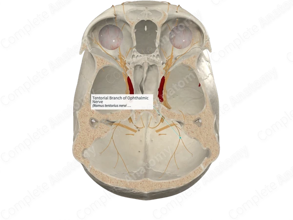 Tentorial Branch of Ophthalmic Nerve