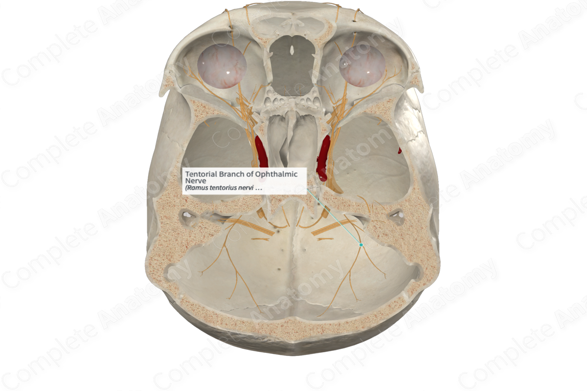 Tentorial Branch of Ophthalmic Nerve 