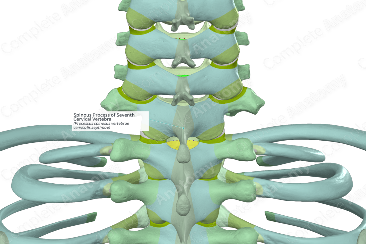 Spinous Process of Seventh Cervical Vertebra