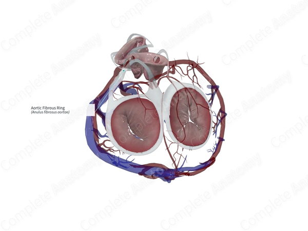 Aortic Fibrous Ring