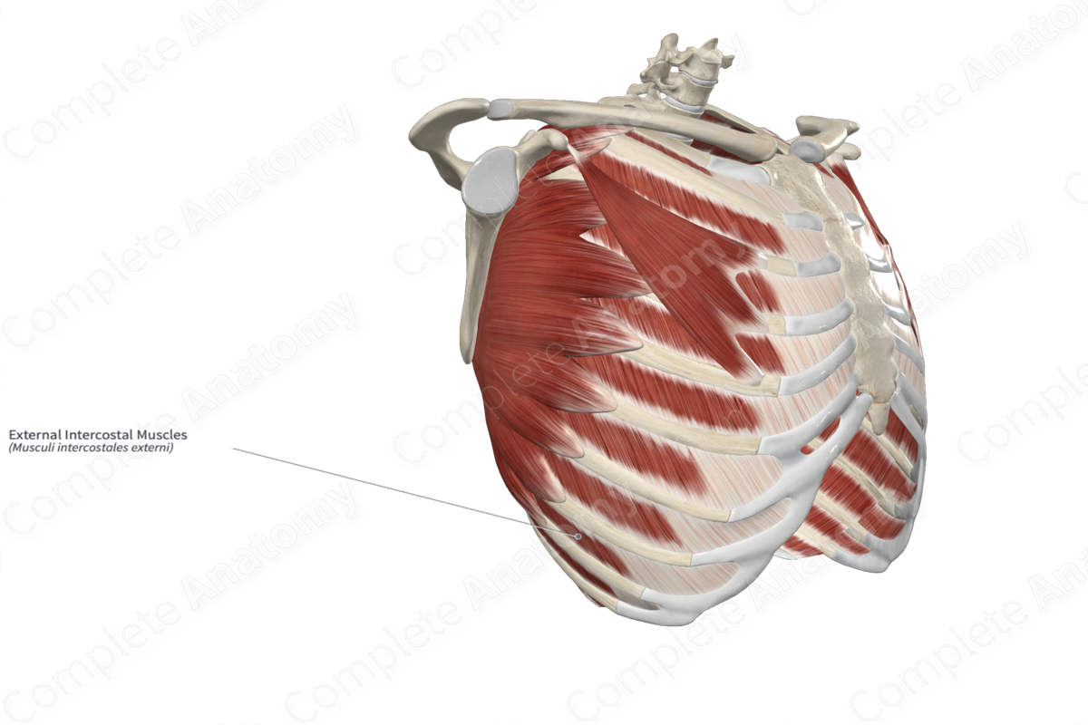 External Intercostal Muscles 