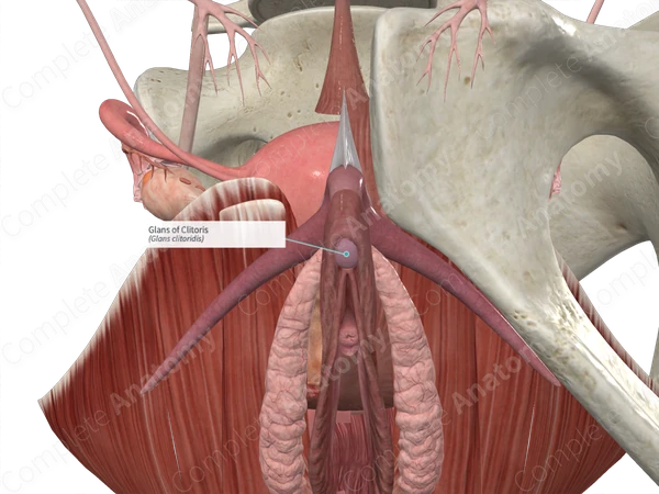 Glans of Clitoris