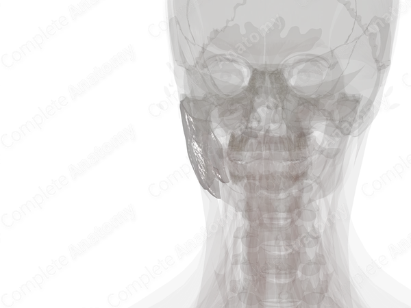 Parotid-Masseteric Fascia (Left)