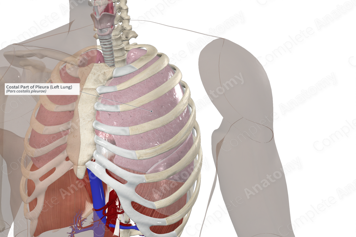 Costal Part of Pleura (Left Lung)