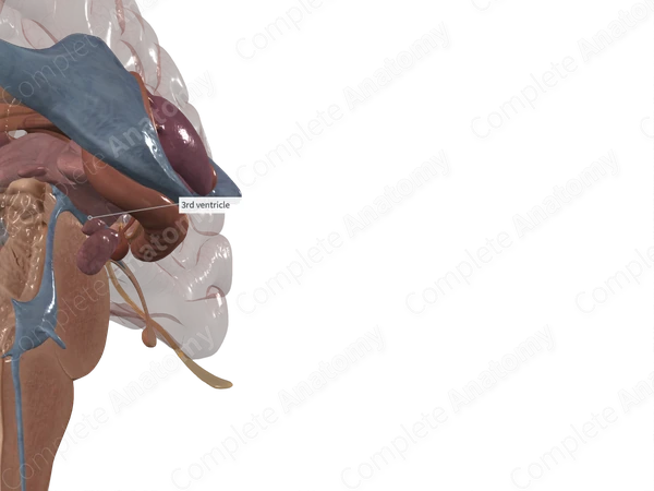Third Ventricle