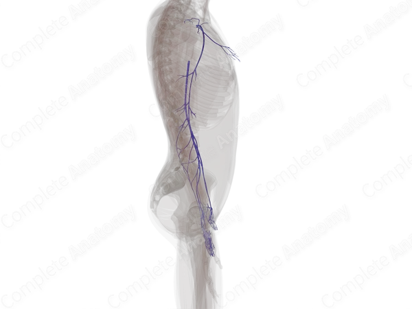Superficial Veins of Upper Limb (Left)