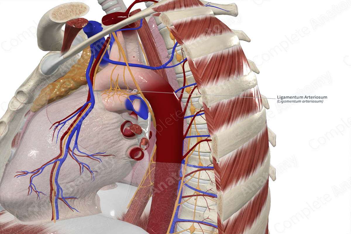 Ligamentum Arteriosum