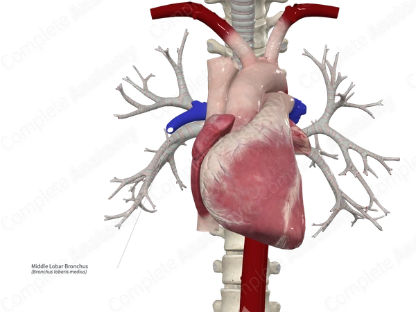 Middle Lobar Bronchus