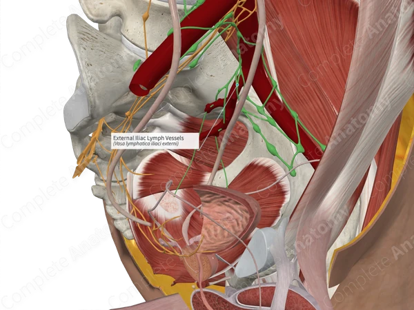 External Iliac Lymph Vessels