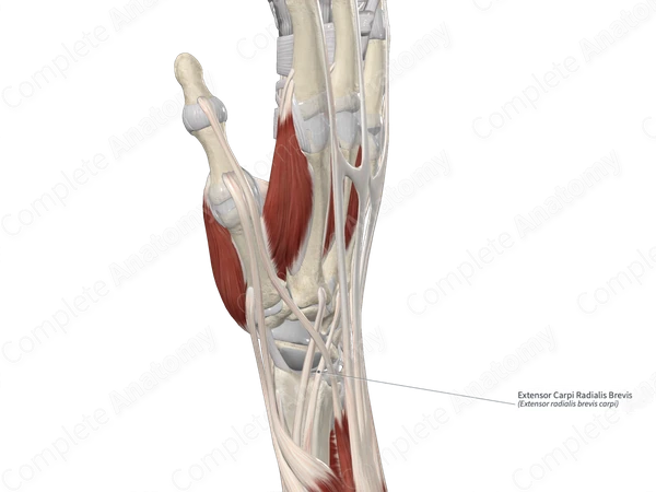 Extensor Carpi Radialis Brevis