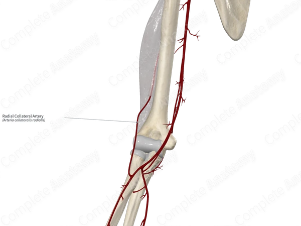 Radial Collateral Artery