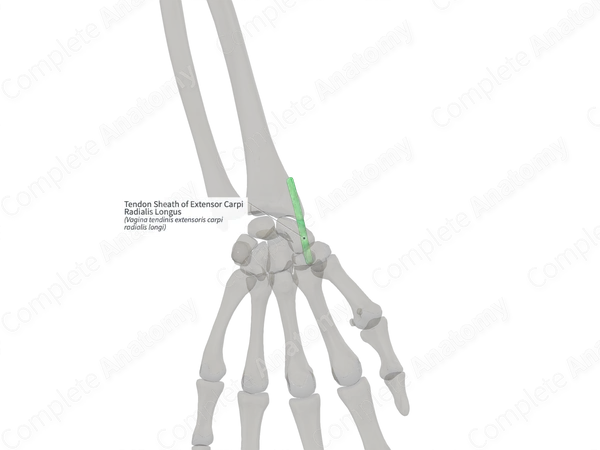 Tendon Sheath of Extensor Carpi Radialis Longus (Right)