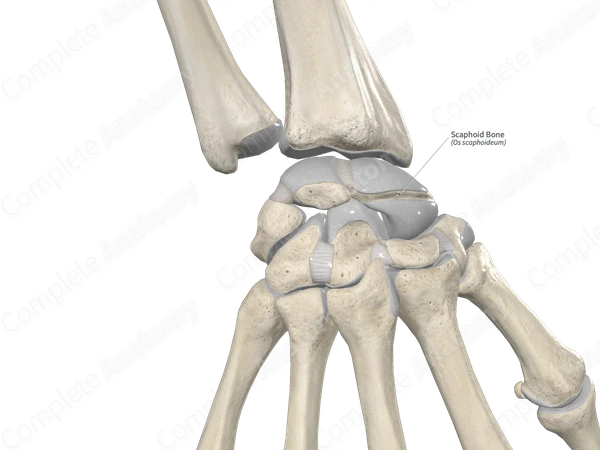 Scaphoid Bone