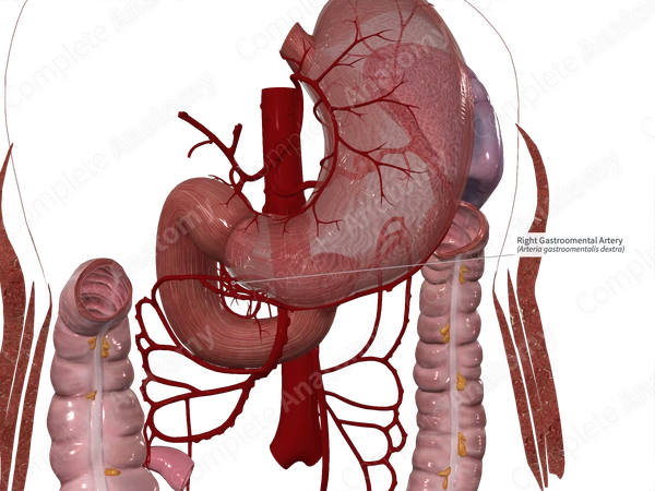 Right Gastroomental Artery