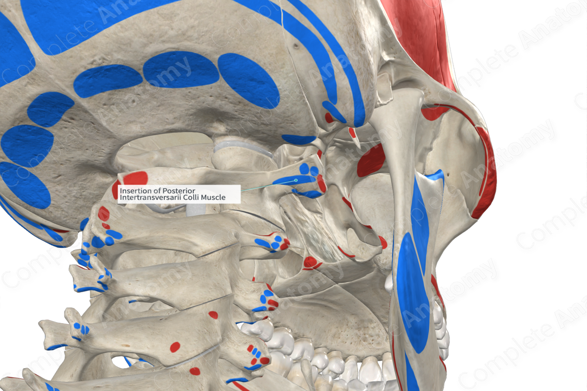 Insertion of Posterior Intertransversarii Colli Muscle | Complete Anatomy