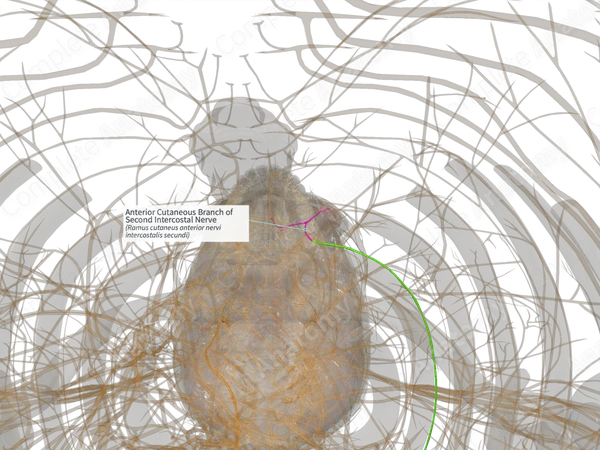 Anterior Cutaneous Branch of Second Intercostal Nerve (Right)