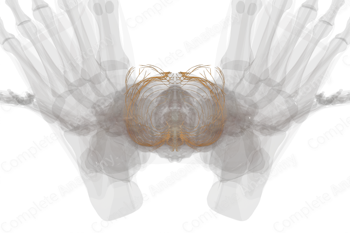 Thoracic Nerves