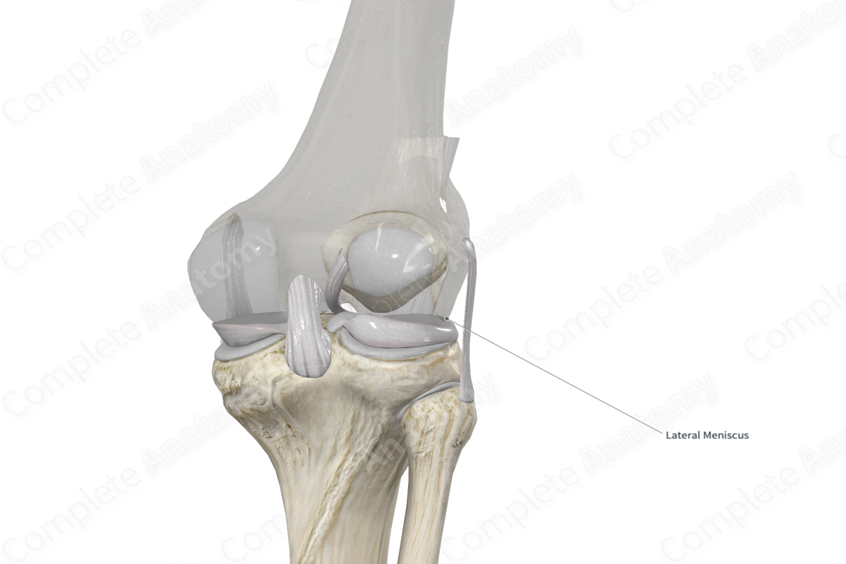 Lateral Meniscus of Knee Joint 